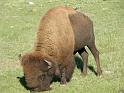 743 Buffalo in park closeup